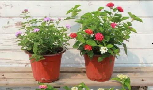 比尔昆最新爆料视频,视频内容深度解析！”  第2张